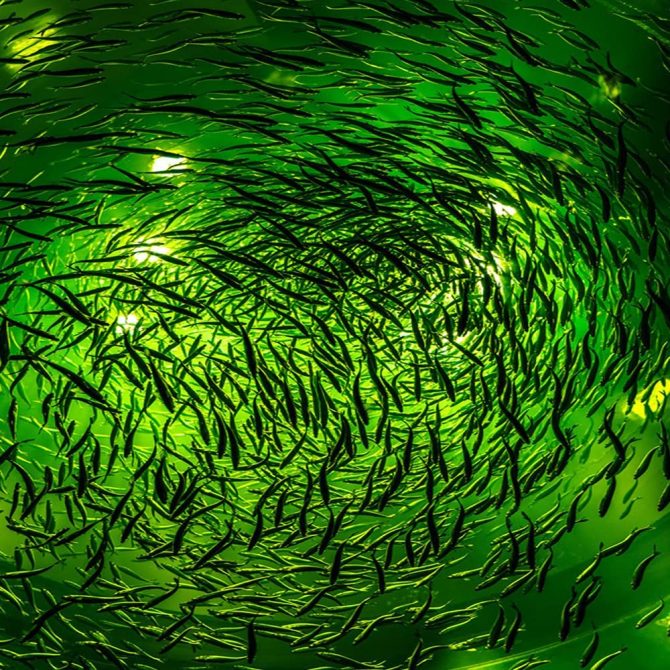 NS 500W LED Underwater Fishing Light 35,000 Lumen Night Fish Attracting Light IP68 Waterproof AC110V - Image 7